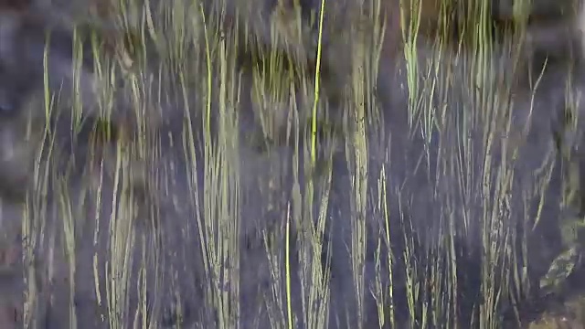 流水上涌，水草活灵活现视频素材