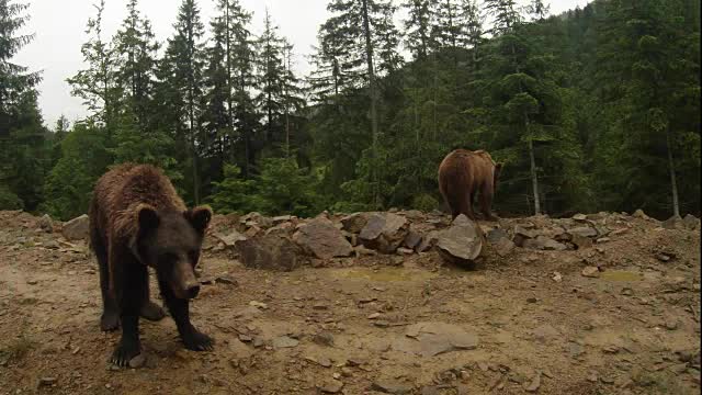 两只棕熊在石山边的松林下着小雨视频素材