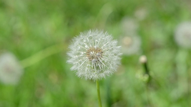 已开过花的蒲公英视频素材