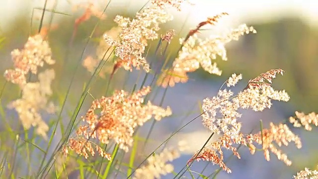 夕阳下的雏菊田视频下载