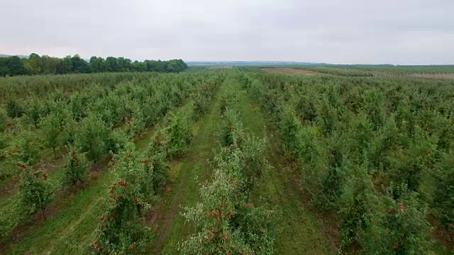 苹果园鸟瞰图视频素材