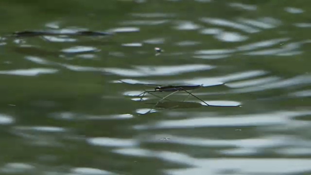 水黾在水面上移动视频素材