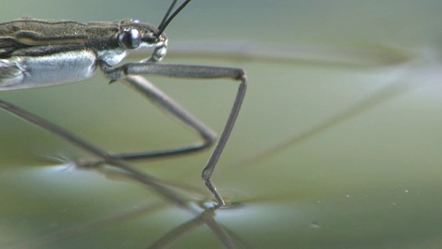 水黾在水面上移动视频素材