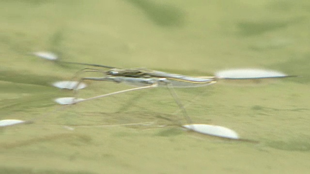 水黾在水面上移动视频素材