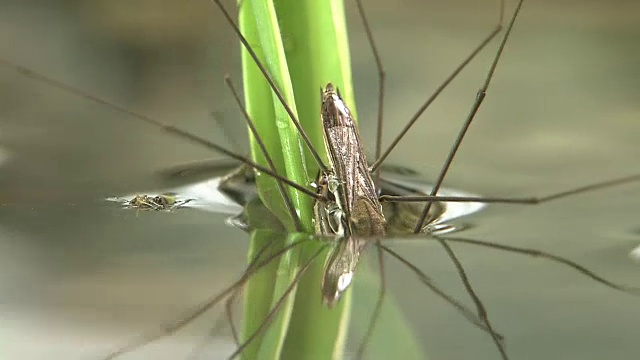 一对水黾潜入水中视频素材