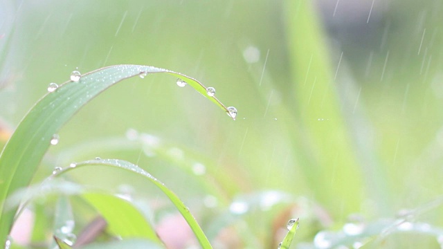 雨滴落在绿色的草地上视频素材