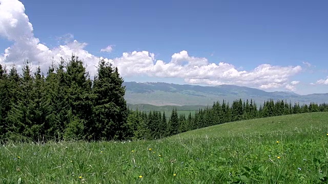 森林风景如画视频素材