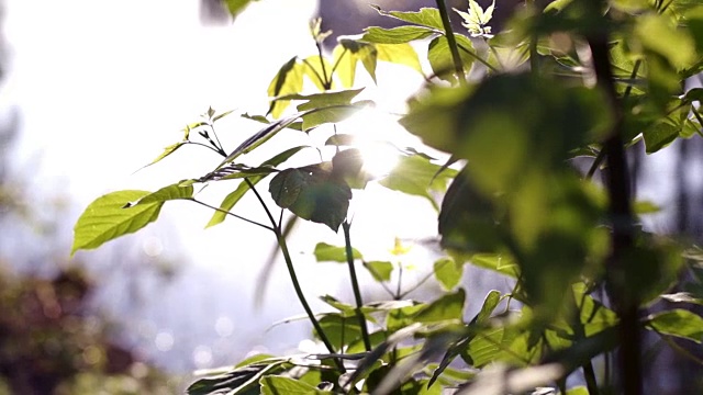 菩提树的叶子在阳光下反射视频素材