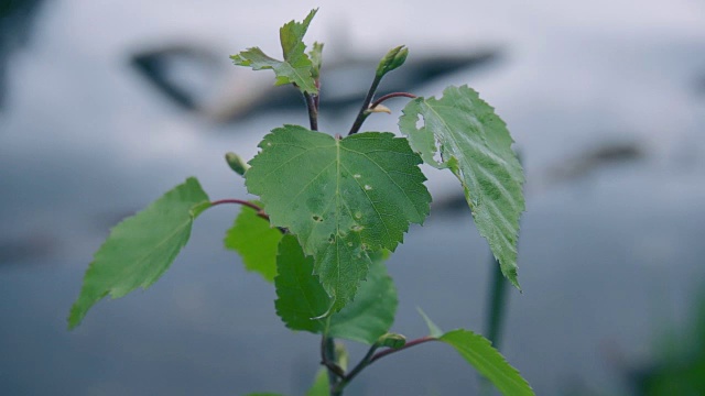 菩提树的叶子对着水视频素材