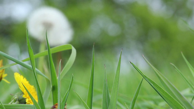 夏季有机田视频素材