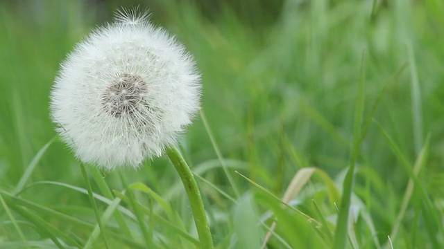 微风中的蒲公英视频素材