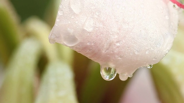 水滴视频素材