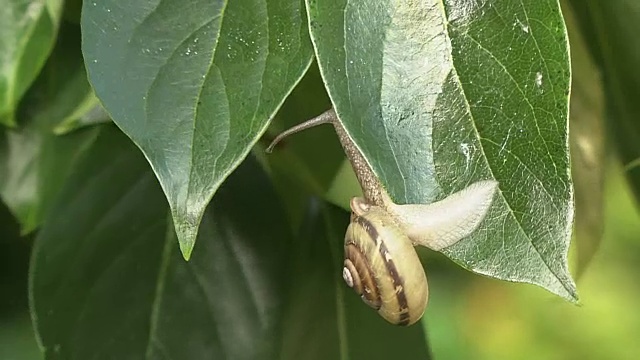 叶子上的蜗牛视频素材