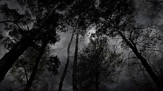 暴风雨中可怕的黑白树木。视频素材