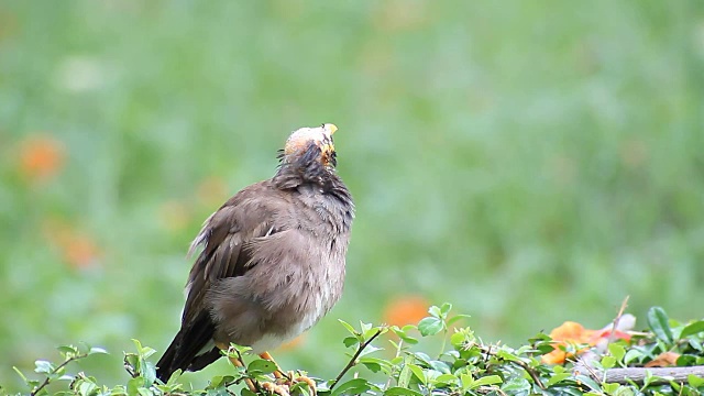 鸟常见的Myna (Acridotheres tristis)视频素材