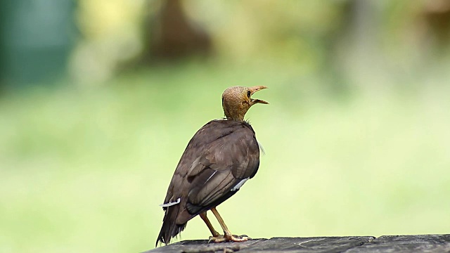 鸟常见的Myna (Acridotheres tristis)视频素材