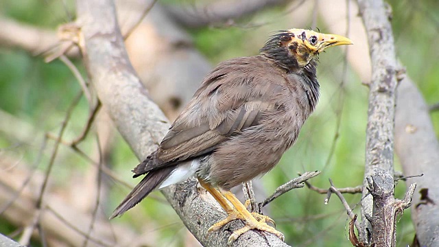 鸟常见的Myna (Acridotheres tristis)视频素材