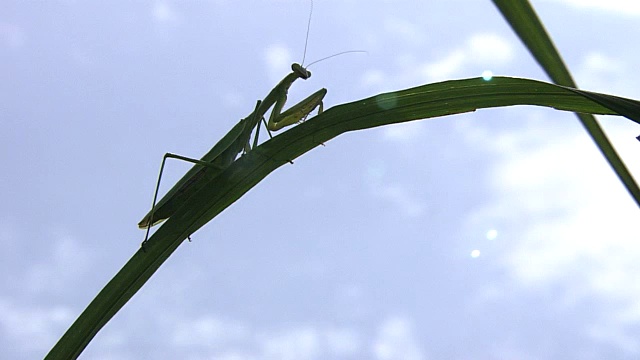 芦苇上的螳螂视频素材