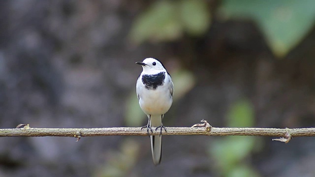 美丽的白色和黑色的鸟，雄性白Wagtail (Motacilla alba)，站在树枝上视频素材