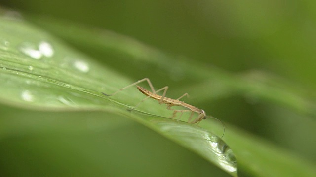 幼虫的螳螂视频素材