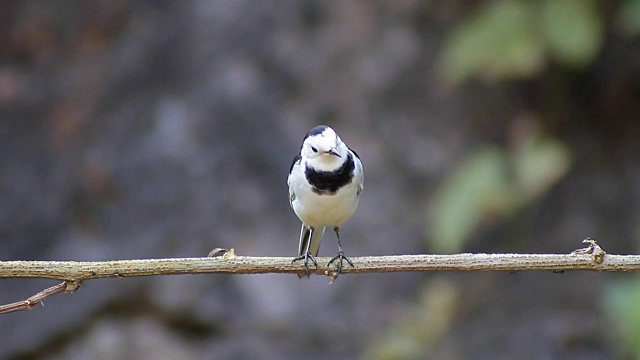 美丽的白色和黑色的鸟，雄性白Wagtail (Motacilla alba)，站在树枝上视频素材