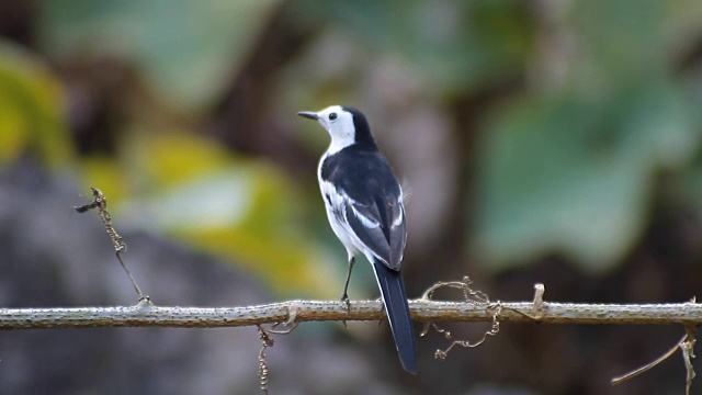 美丽的白色和黑色的鸟，雄性白Wagtail (Motacilla alba)，站在树枝上视频素材