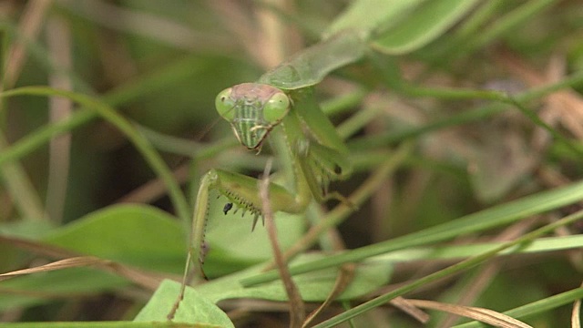 螳螂照顾它的前腿视频素材