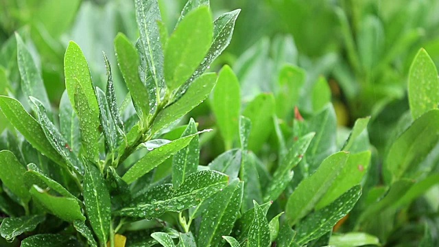 落在植物上的雨水视频素材