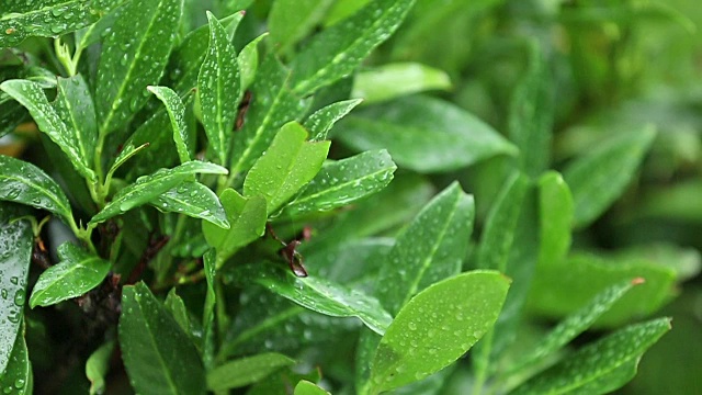 落在植物上的雨水视频素材