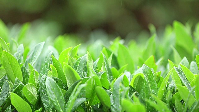 落在植物上的雨水视频素材