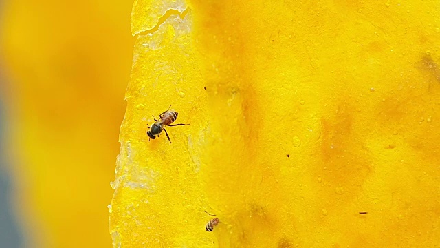 蜜蜂在干芒果上工作。视频素材