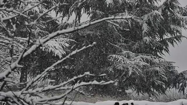 雪花飘落的慢动作视频素材