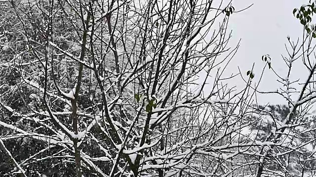 雪花飘落的慢动作视频素材