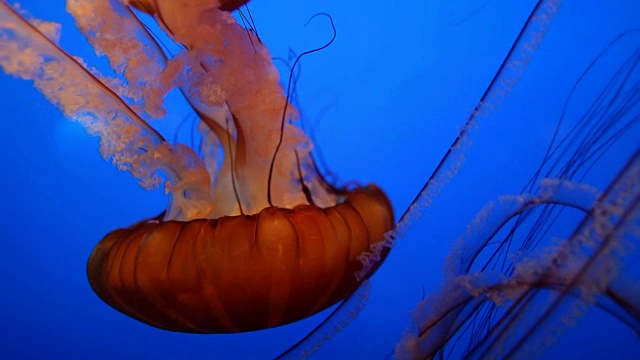 一群美丽的水母(Chrysaora fuscescens)漂浮在海洋中视频素材