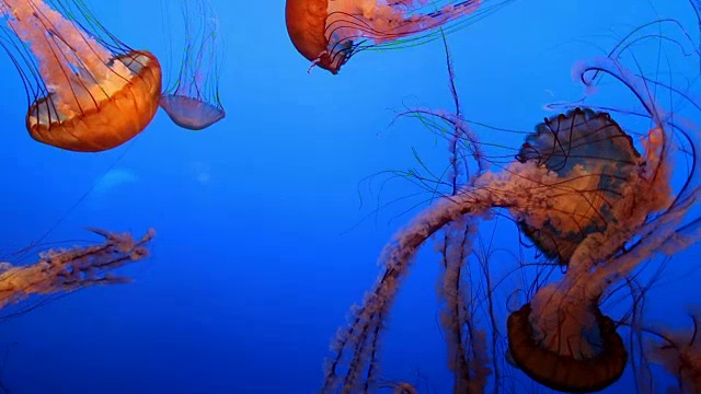 一群美丽的水母(Chrysaora fuscescens)漂浮在海洋中视频素材