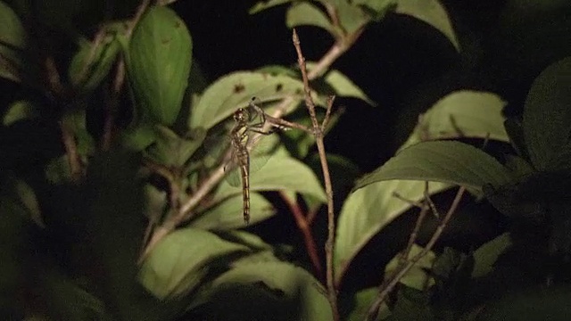 夜间的红蜻蜓视频素材