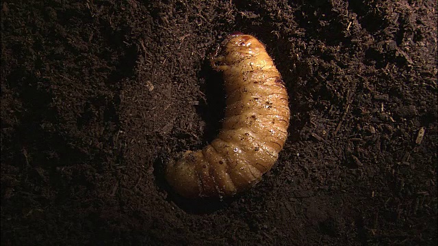 日本犀牛甲虫的幼虫视频素材