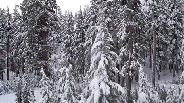 下雪的森林视频素材