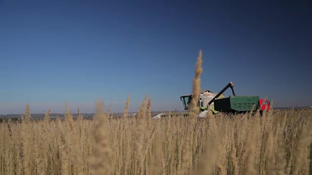 收割机卸载粮食视频素材