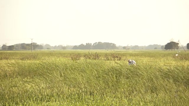 玉米田视频素材