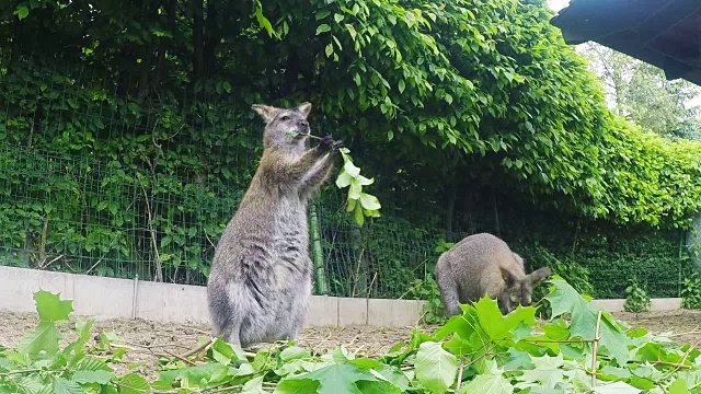 红颈小袋鼠(Macropus rufogriseus)视频素材