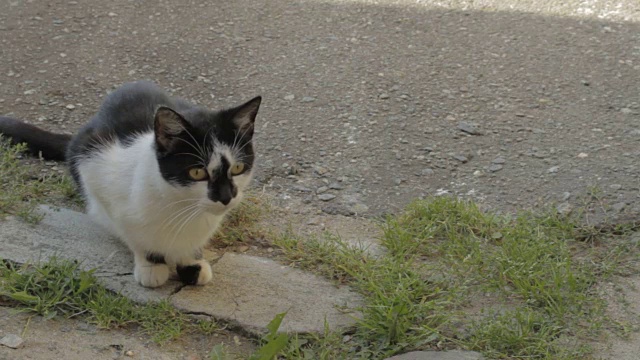 黑猫和白猫潜伏着找老鼠视频素材