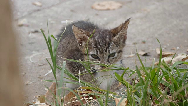 孤独的小猫坐在人行道上视频素材