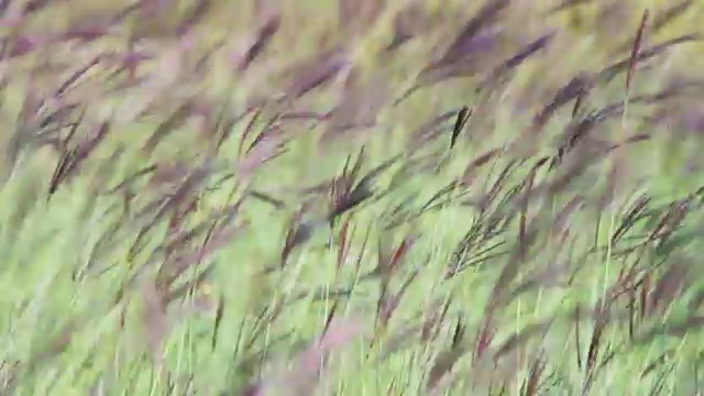 田野里的草地在风中摇曳视频素材