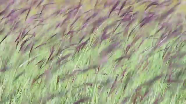 田野里的草地在风中摇曳视频素材