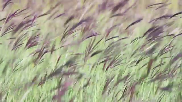 田野里的草地在风中摇曳视频素材