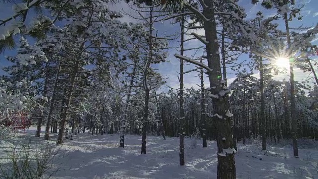 冬天的早晨，森林被雪覆盖视频素材