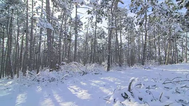 冬季森林景观松树覆盖着雪视频素材