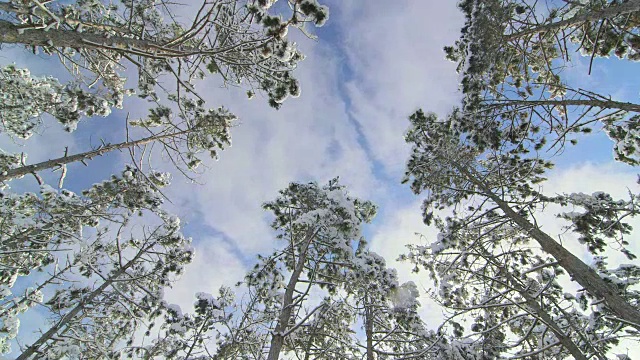 冬天，青天上的云朵在白雪覆盖的松树上飞舞视频素材