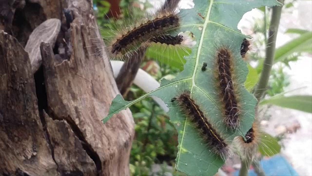 毛虫吃叶子，茄子视频下载